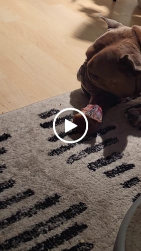 Customer video review of Smoked Beef Marrow Bone