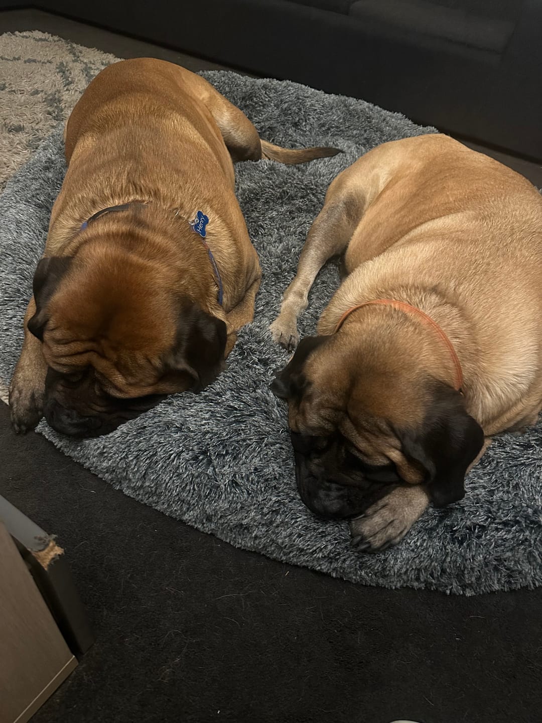 Customer photo review of The Human Size Nap Bed