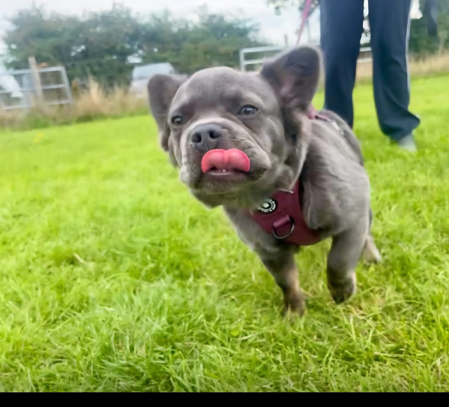 Customer photo review of Trail & Glow® Dog Harness - Mulberry Tweed