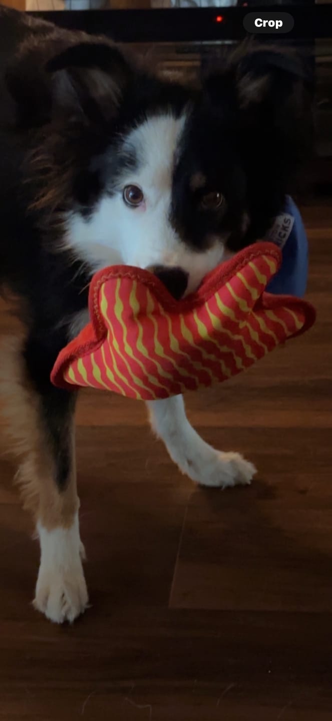 Customer photo review of Clean Earth Plush - 100% Sustainable