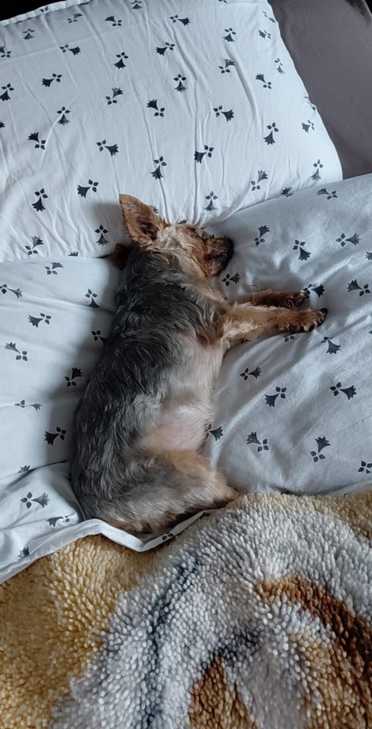 Customer photo review of Pâtées riches en volaille & aux petits pois (Chien âgé)