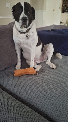 Customer photo review of Dog Proof Cushion Covers