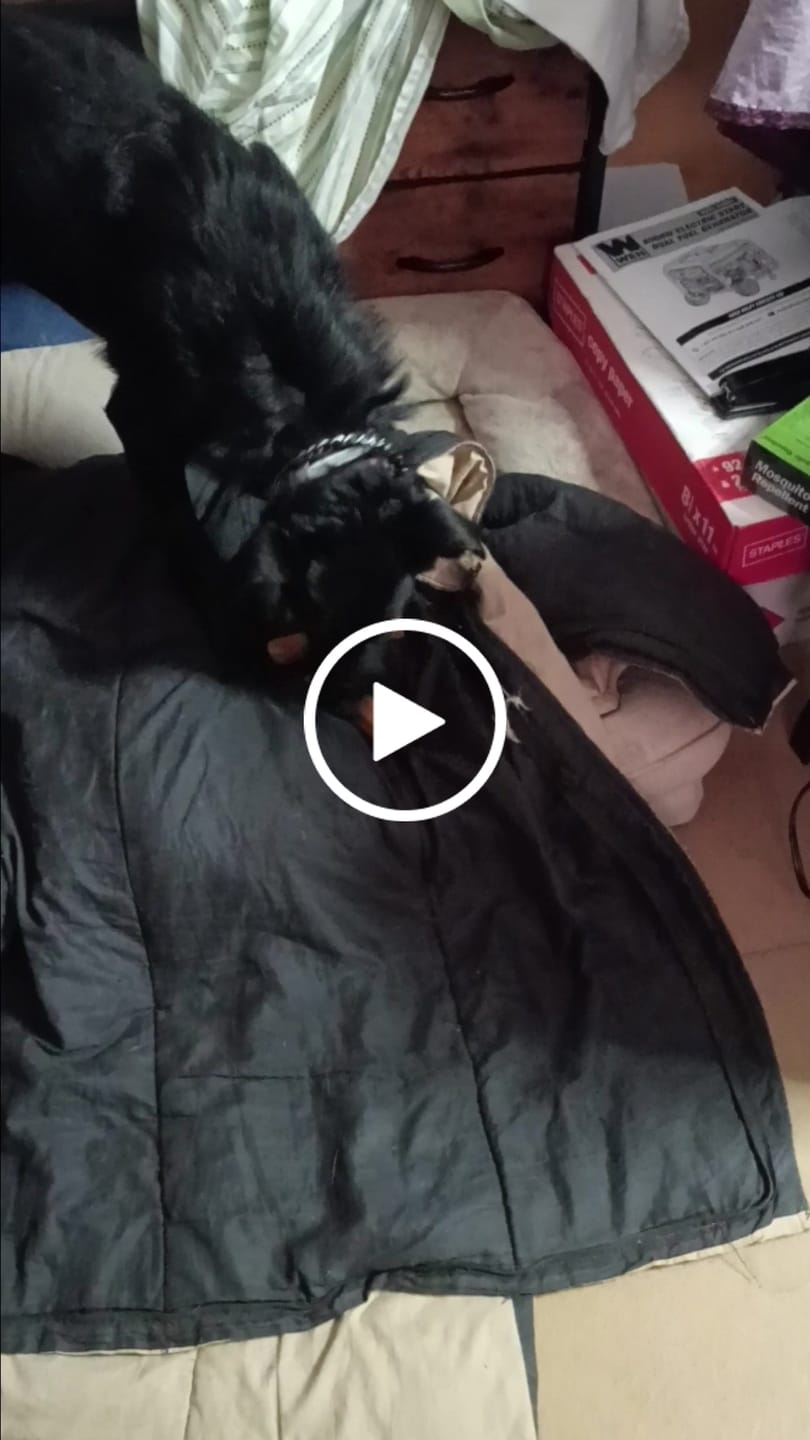 Customer video review of 1 LB Chew Pack