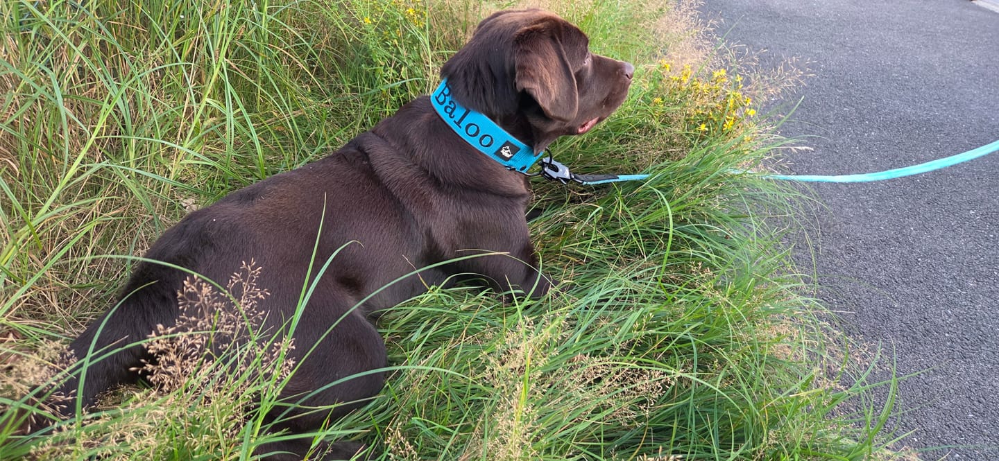 Customer photo review of Walk Leash Black Edition Ocean Blue - Säkert nylonkoppel i olika längder