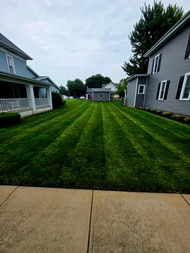 Customer photo review of GCI Turf Cool Blue Grass Seed
