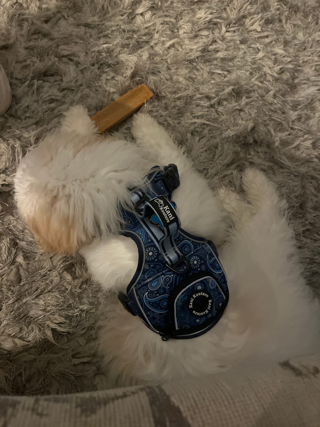 Customer photo review of Blue Paisley - Adventure Harness