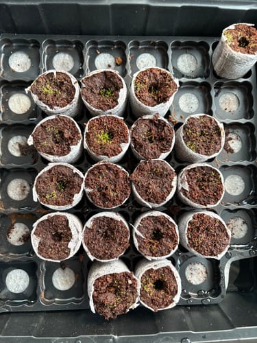 Customer photo of Premium Irish Moss Seeds - Sagina Subulata Seeds from Tara C.