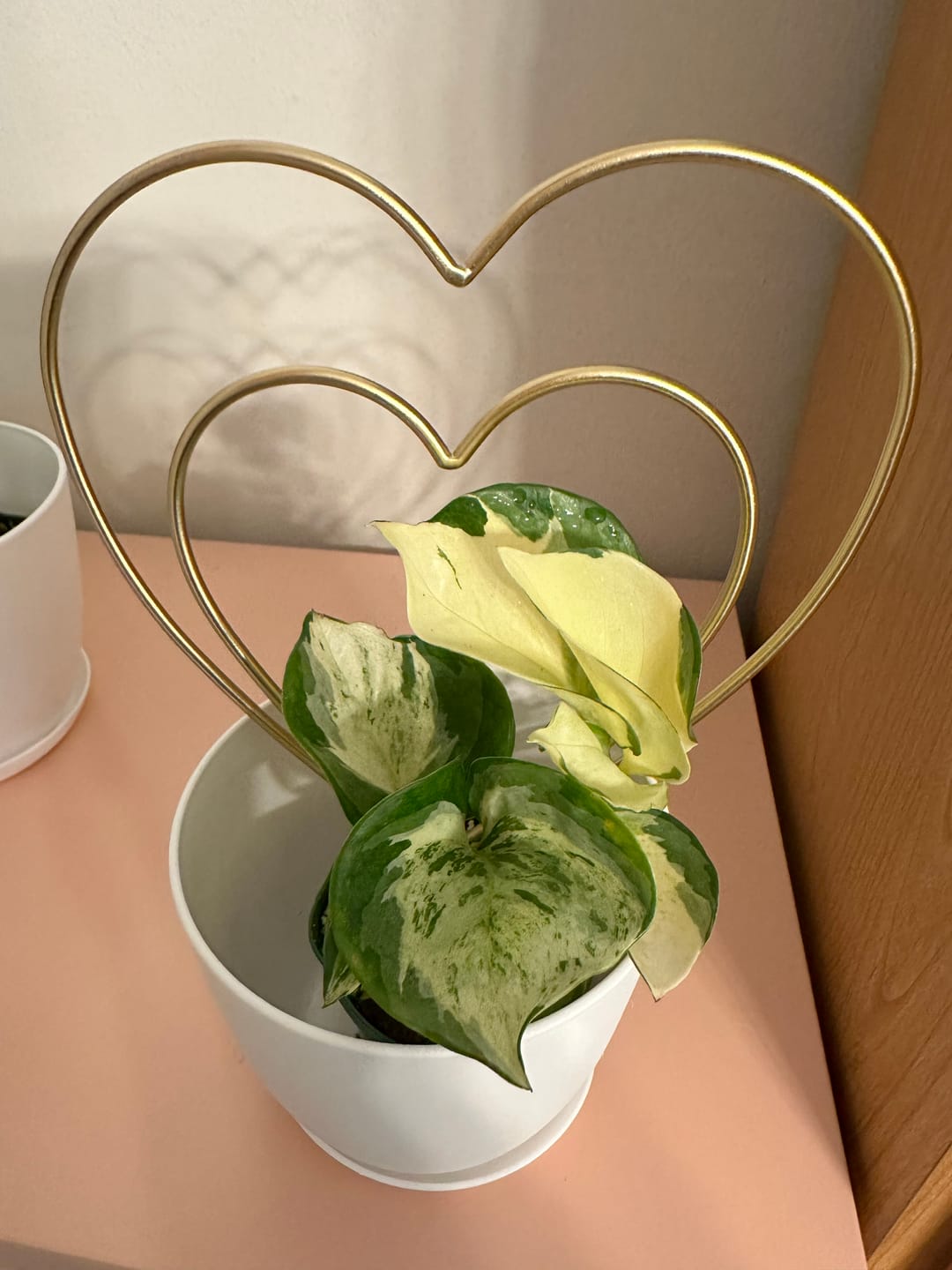 Customer photo review of Pothos Epipremnum aureum 'Manjula'