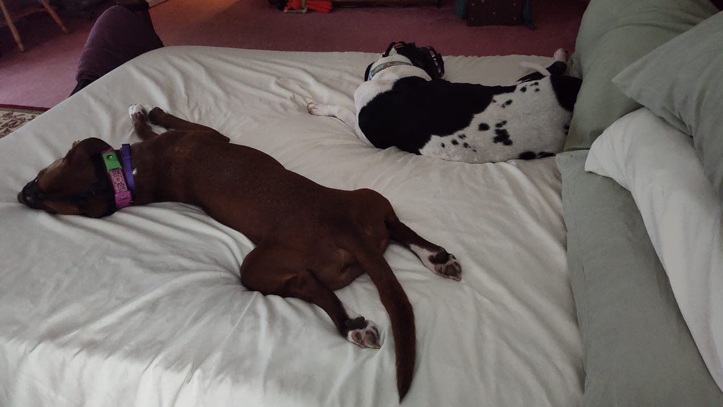 Customer photo review of FurLife™ - Natural Pheromone Calming Collar