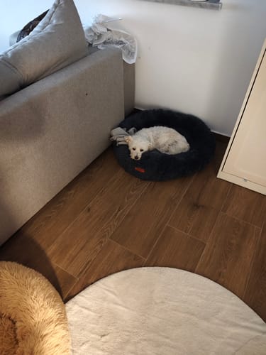 Customer photo review of Puppery Hundebett Wolke 7 - Das Original