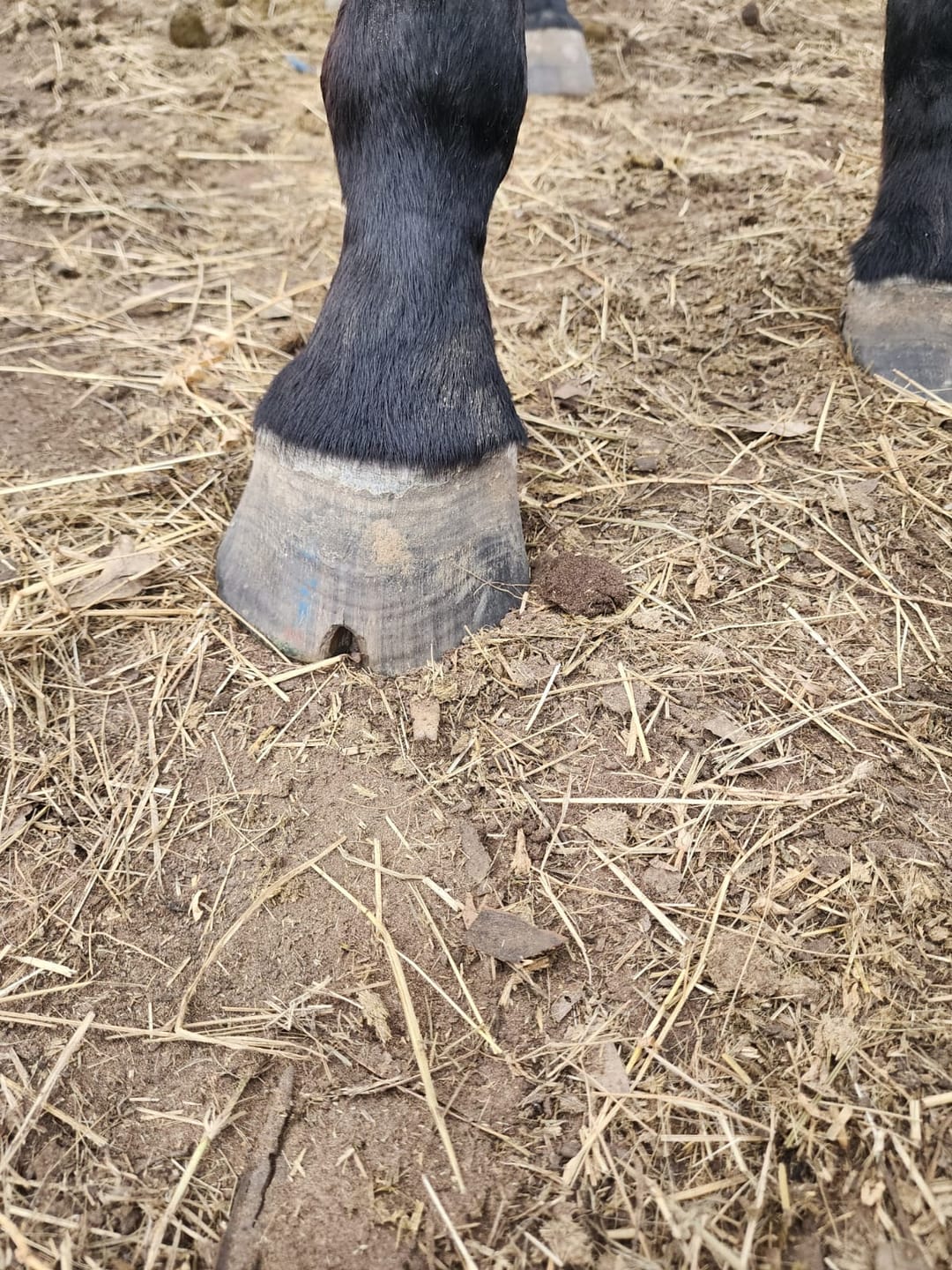 Customer photo review of Equimin Trophy (Supplement For Horses & Game)