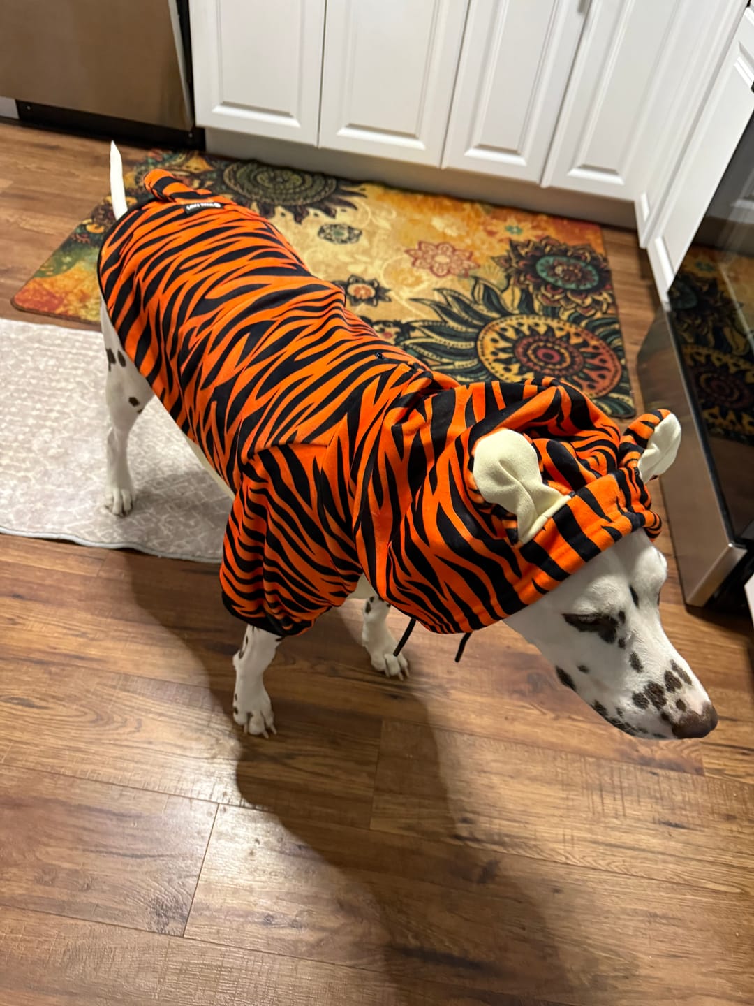 Customer photo review of Halloween Dog Hoodie - Tiger