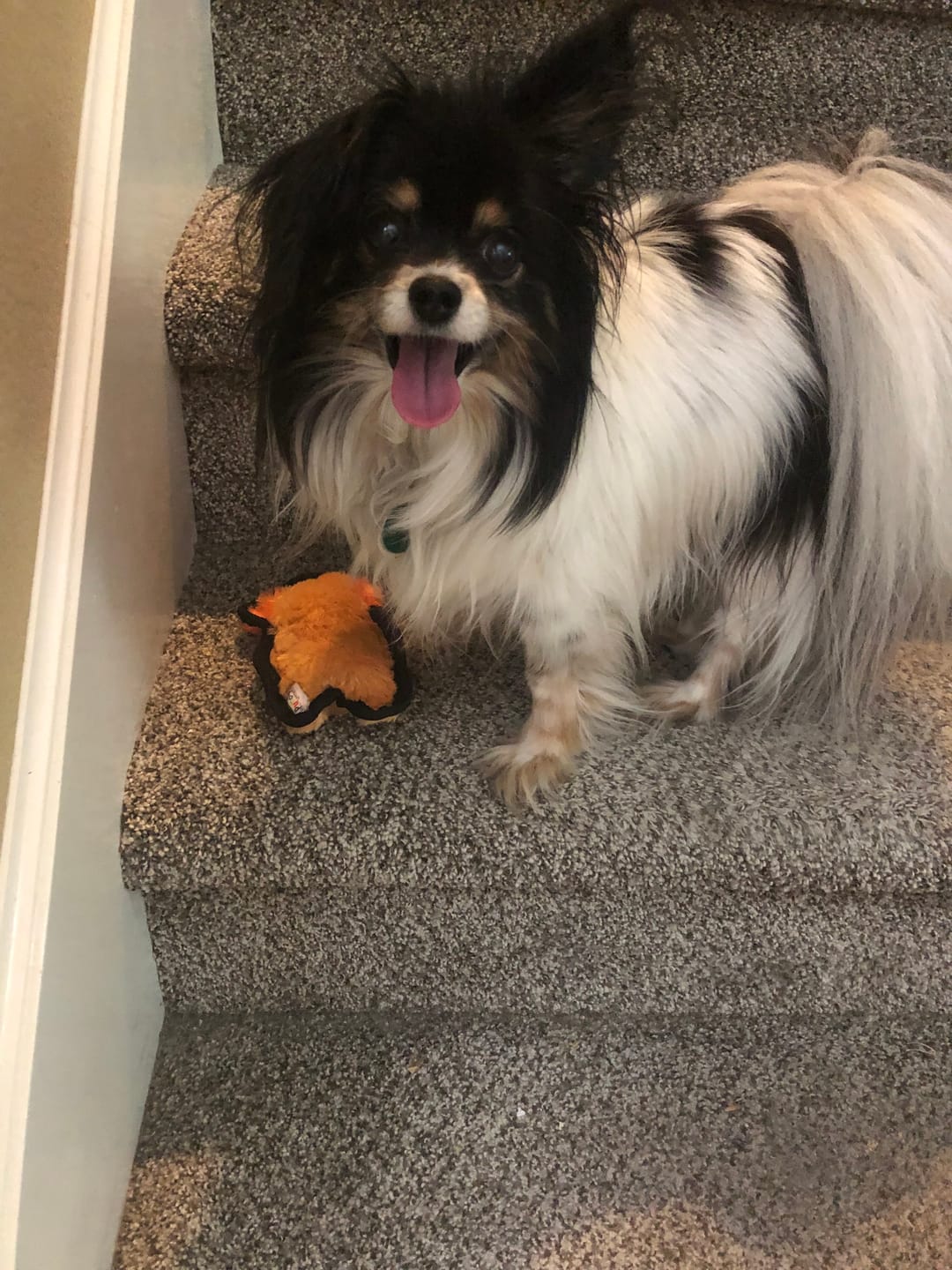 Customer photo review of Dog Allergy & Immune Support Remedy