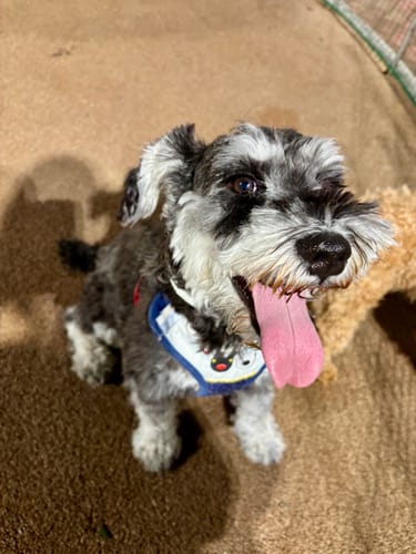 Customer photo review of FunFunPet 高機能ハーネス（お名前タグ作成サービス付き）