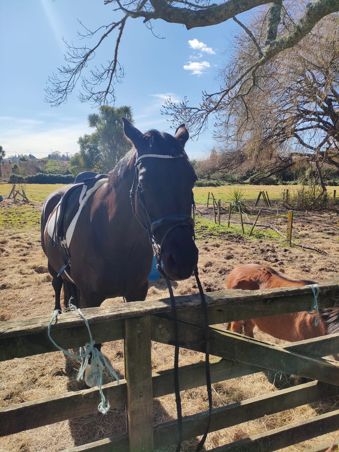 Customer photo review of Harvest Grains Harmonize Smart-Feed - Low GI | Grain Free