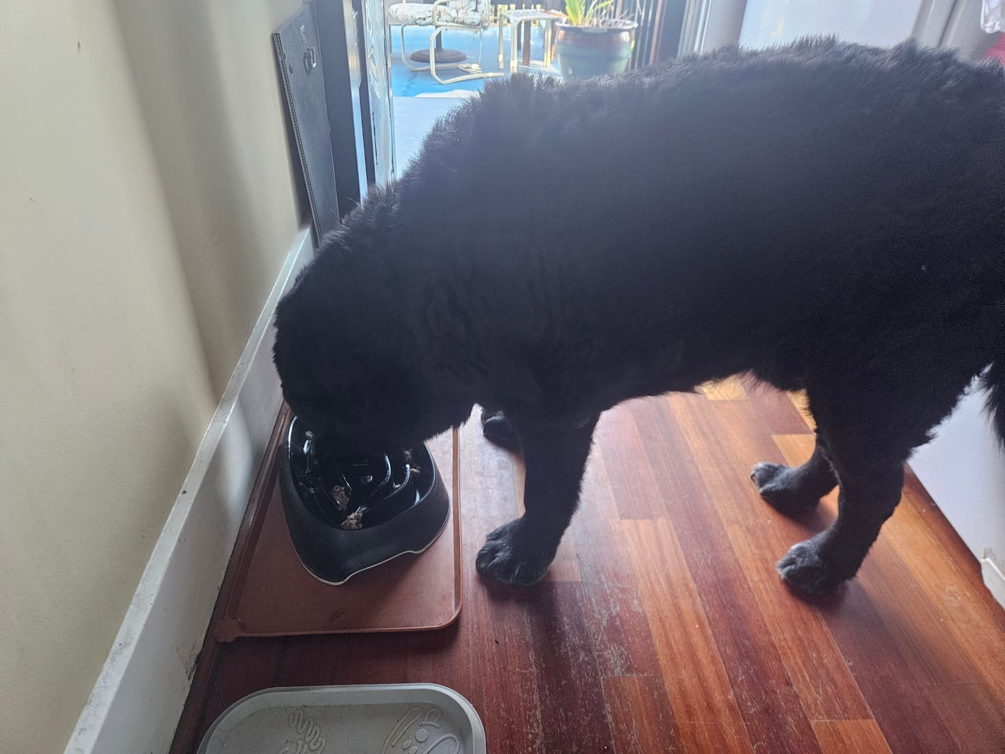 Customer photo review of Tripe w/ Trachea