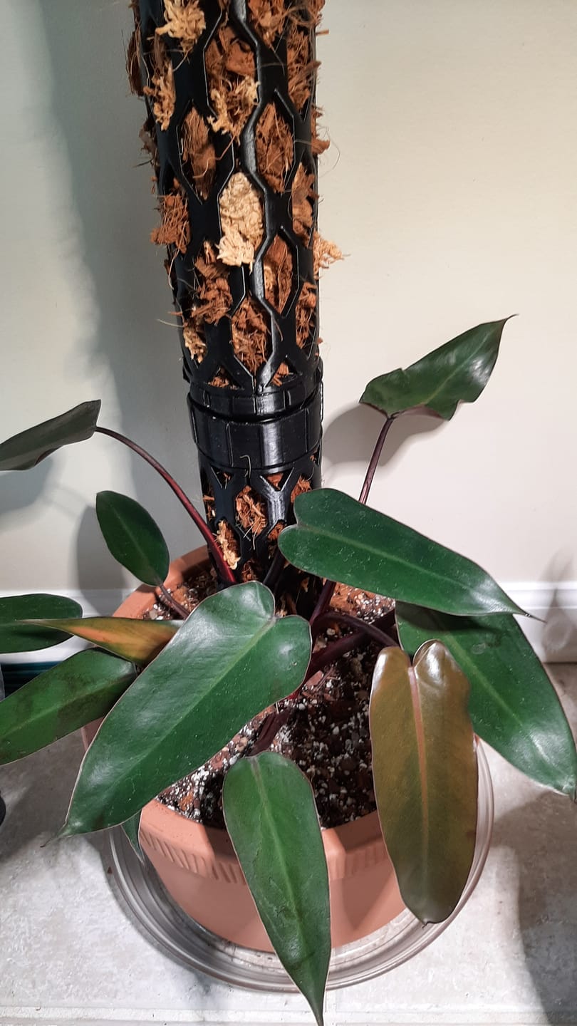 Customer photo review of Philodendron 'Bloody Mary'