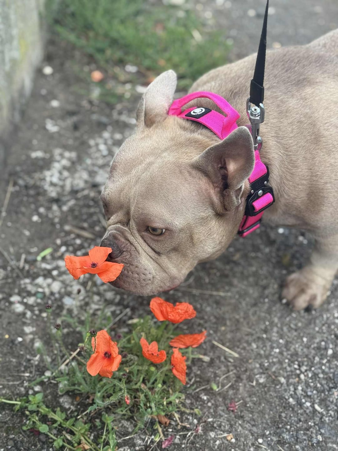 Customer photo review of 2.5cm Combat® Collar | With Handle & Rated Clip - Magenta