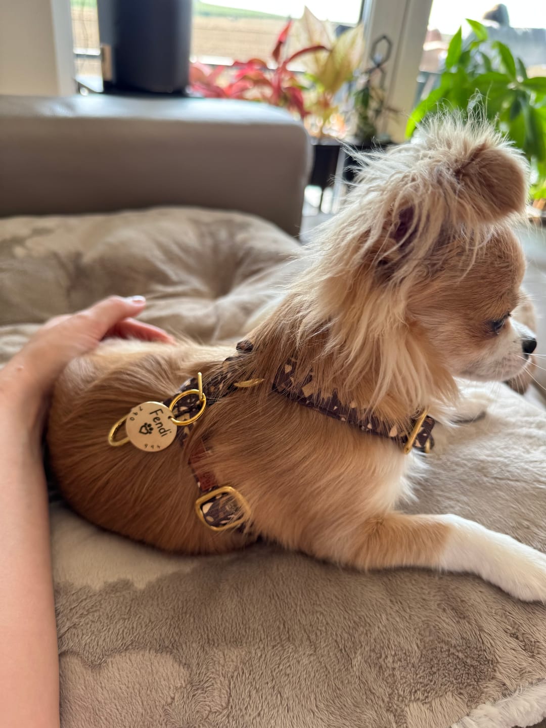 Customer photo review of Szelki guard "Brownie Terrazzo" - złote okucia