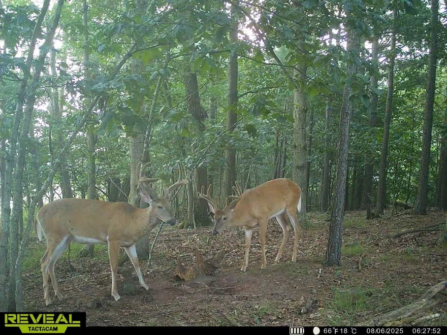 Customer photo review of Antler IV Mineral Attractant