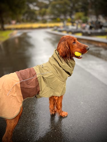 Customer photo review of Breatheshield™ Dog Raincoats