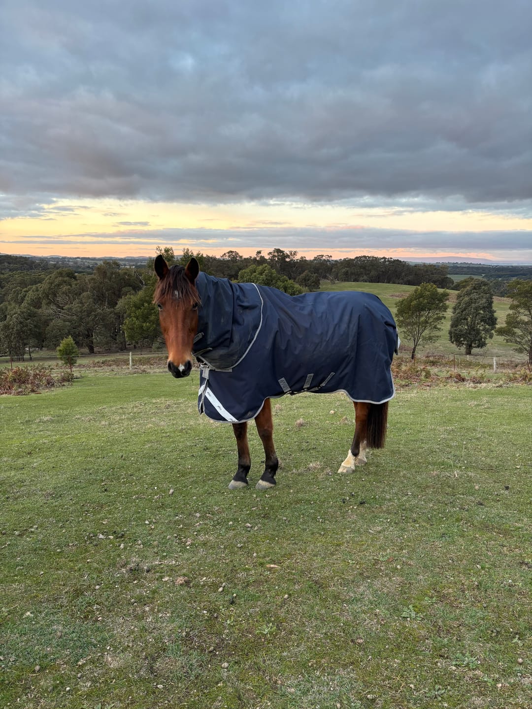 Customer photo review of Amigo 1200D Plus Turnout 100g