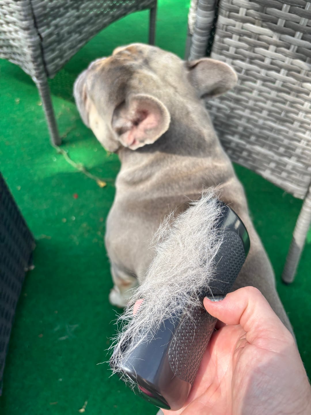 Customer photo review of Dog Deshedding Comb - Dog, Horse & Cat - Black