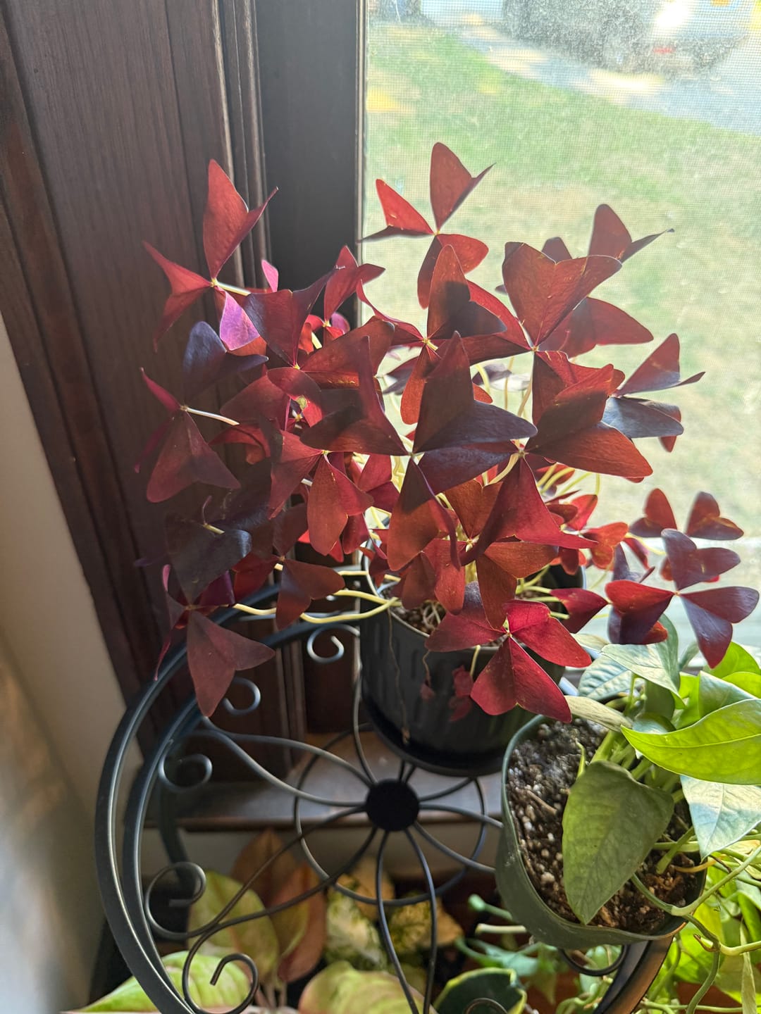 Customer photo review of Oxalis triangularis 'Ebony Allure'