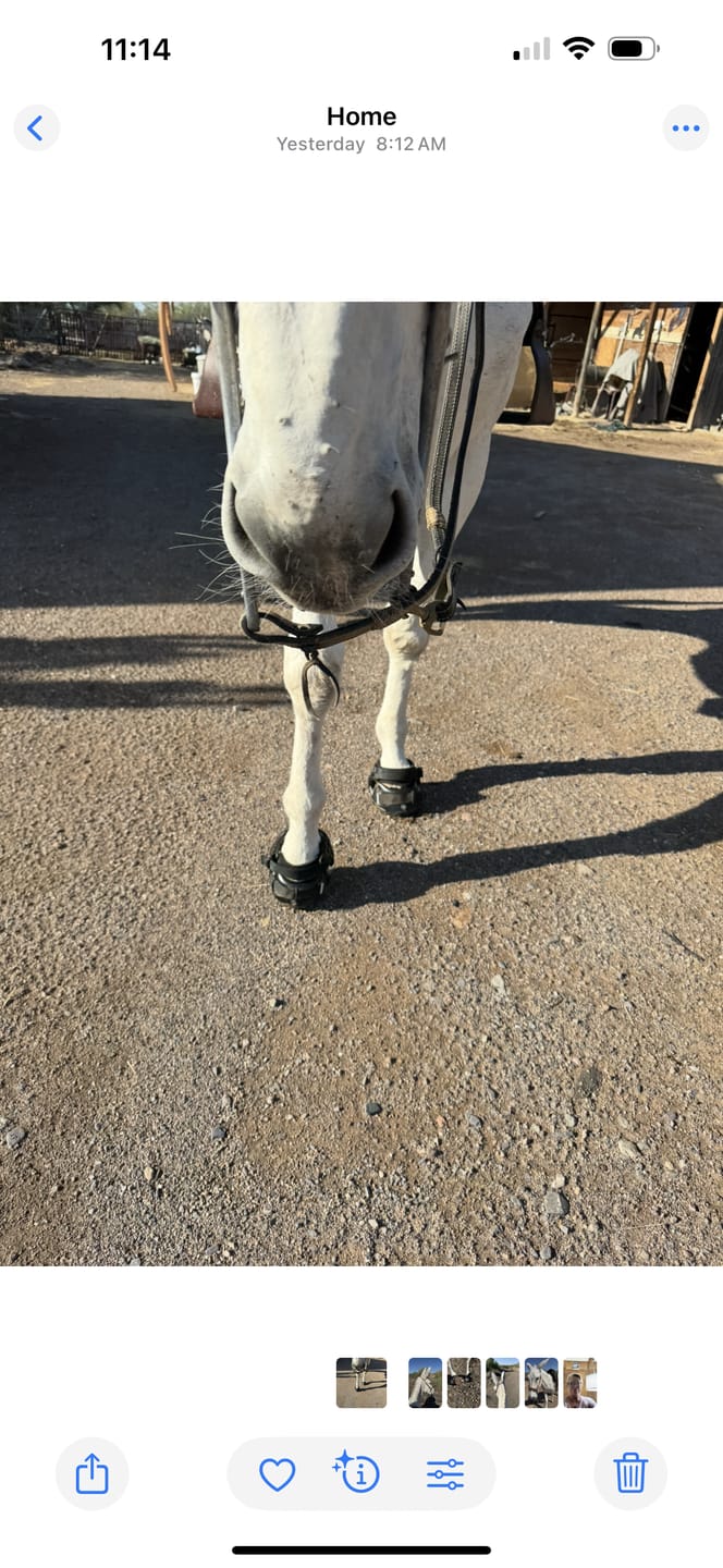 Customer photo review of Renegade® Classic Hoof Boot Seconds - Black Knight