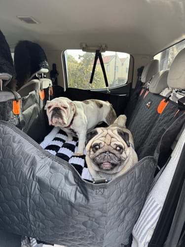 Customer photo review of RuffRover 2.0™ - Hard Bottom Dog Car Seat Protector + (FREE Dog Bed)