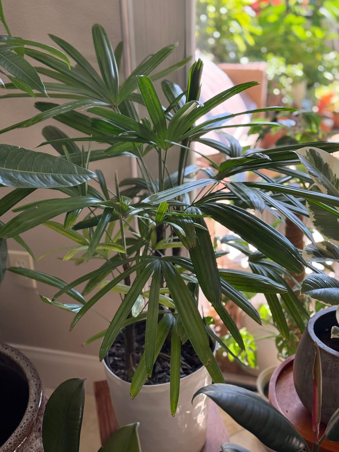 Customer photo review of Lady Palm, Rhapis Excelsa, Indoor Queen Palm