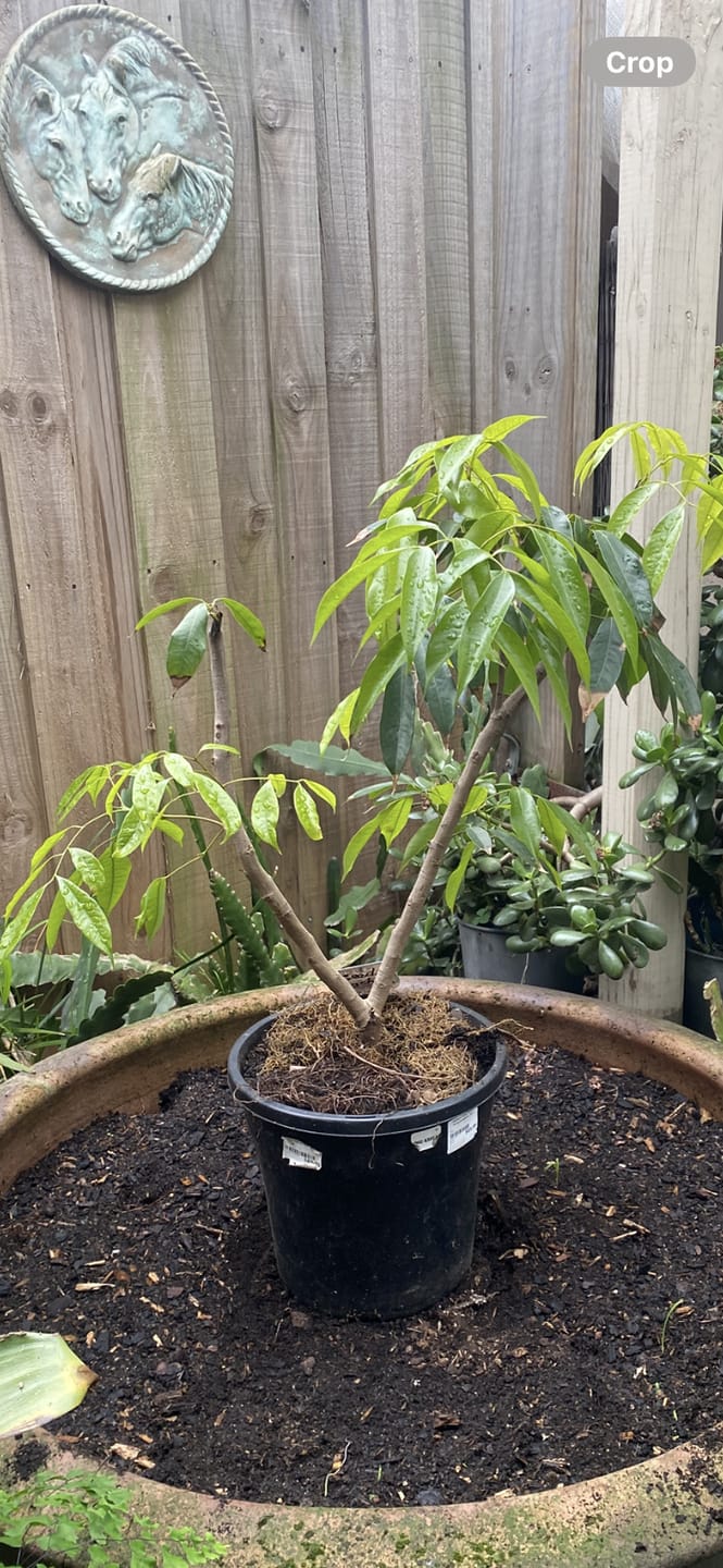 Customer photo review of Seedless Lychee - Sue Lin San