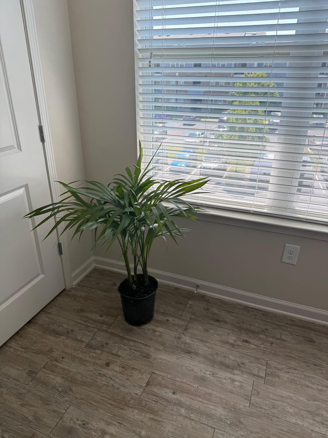 Customer photo review of Kentia Palm, Howea Forsteriana, Exotic and Rare