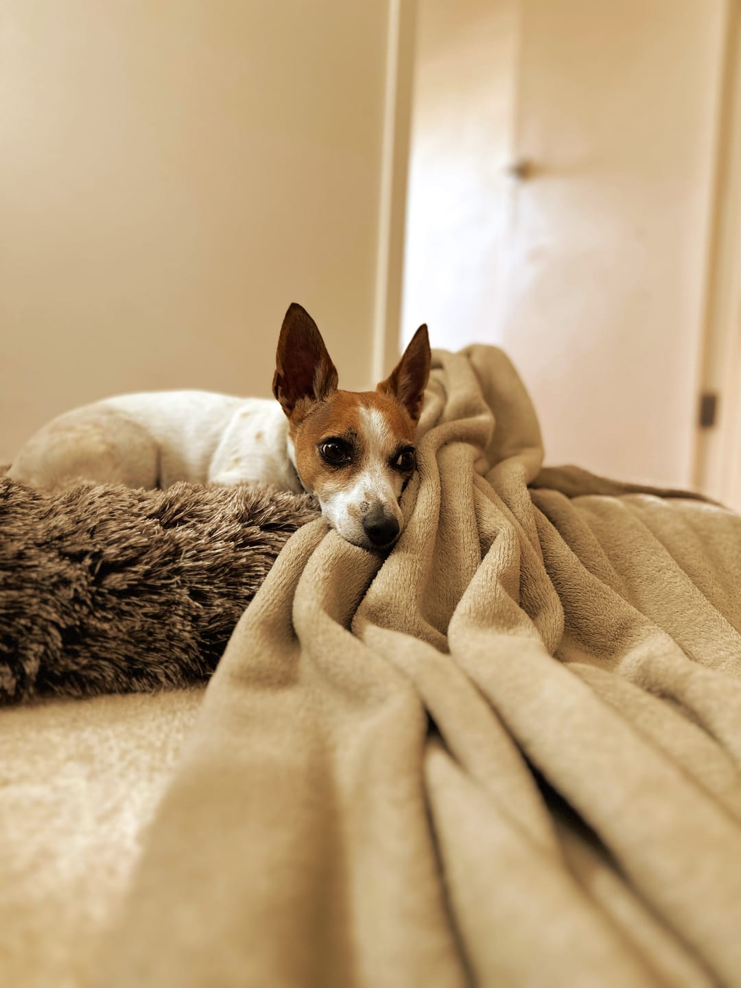 Customer photo review of PaWz Premium SuperMat Calming Bed