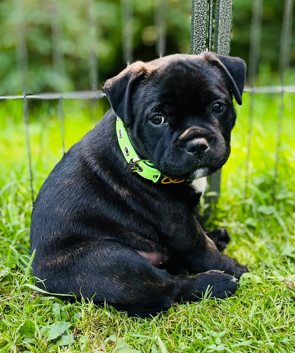 Customer photo review of Staffordshire Bull Terrier 1935® Puppy Collar & Leash Set - Neon Green