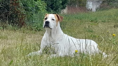 Customer photo review of Grain Free Light & Senior