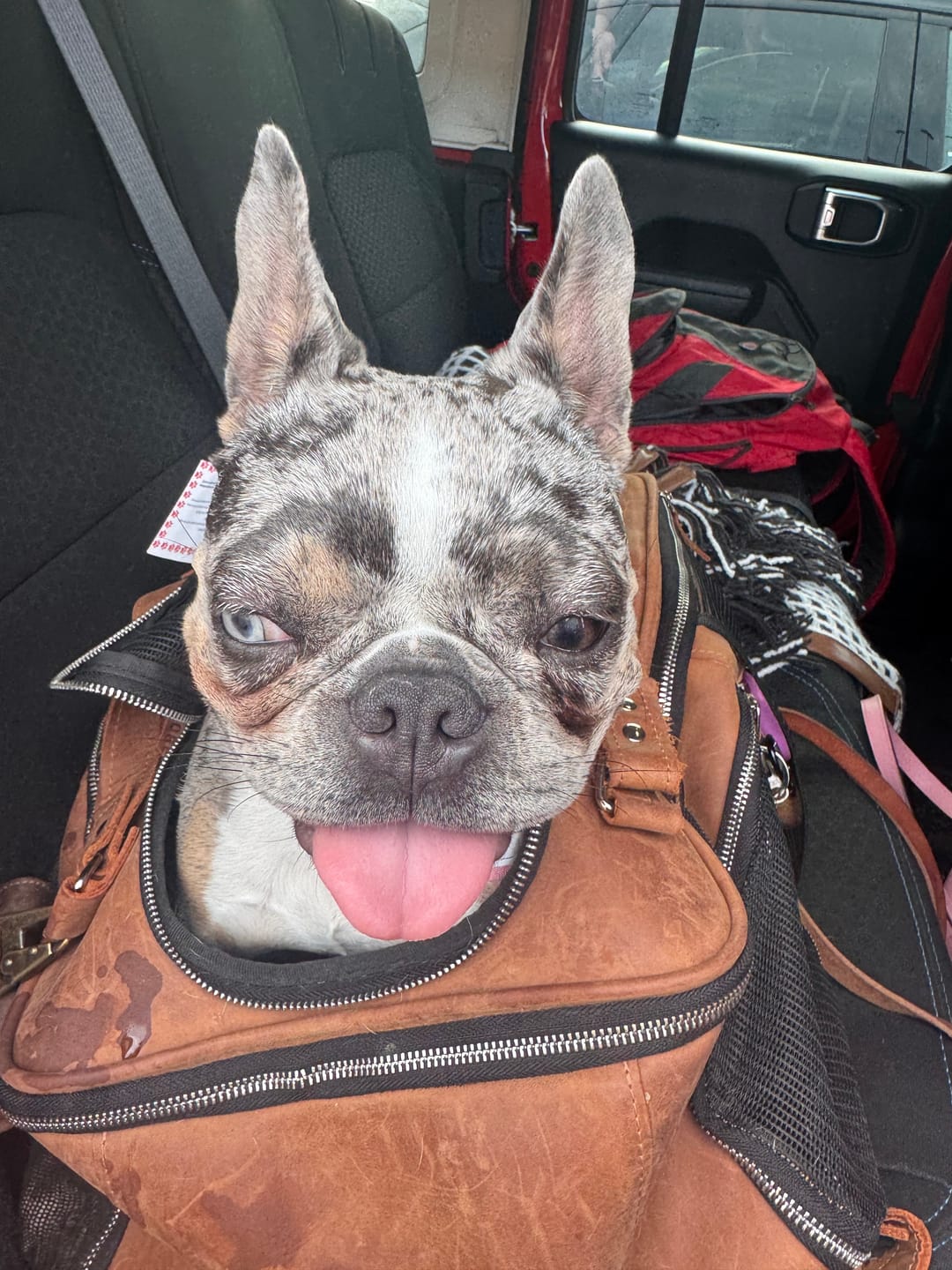 Customer photo review of Leather Pet Backpack
