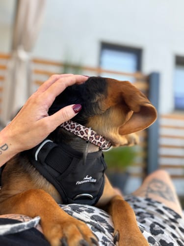 Customer photo review of Leopard - Hundehalsband