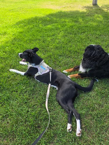 Customer photo review of HNTR 3.0 Dog Harness - Beach
