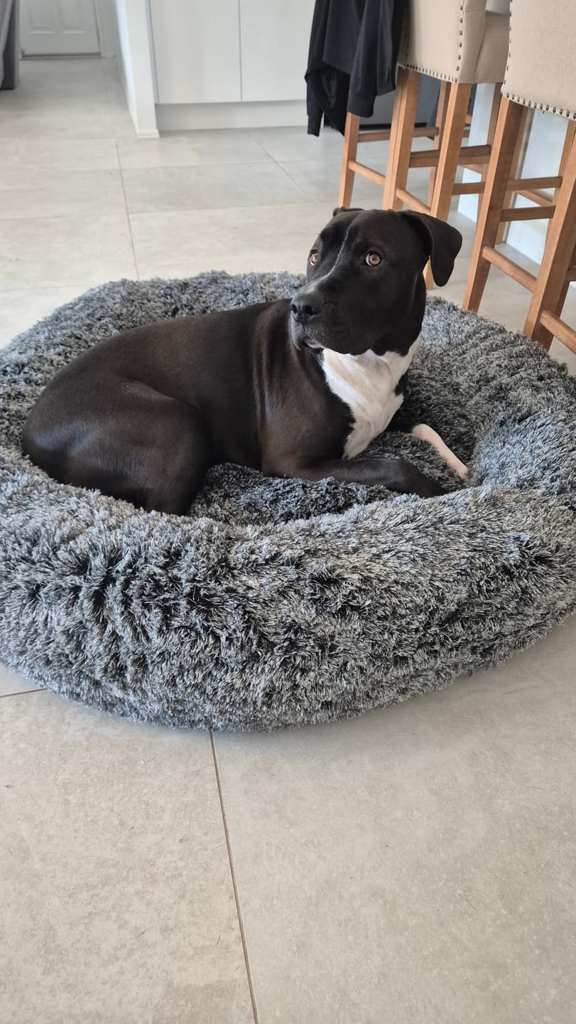 Customer photo review of PaWz Premium Calming Pet Bed with Removable Cover