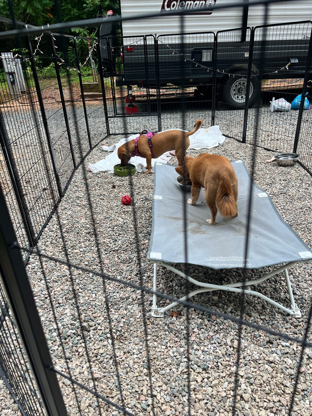 Customer photo review of Instant Dog Playpen for RV Trips