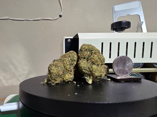 Customer photo review of UK Cheese THCA Flower