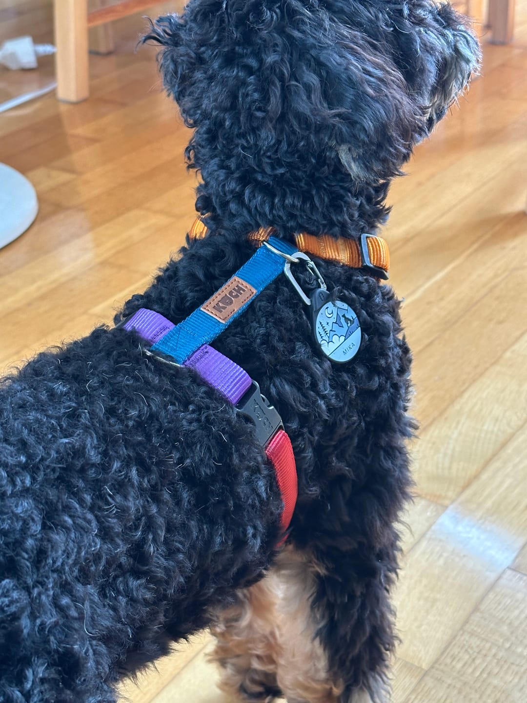 Customer photo review of Premium Hundegeschirr gepolstert