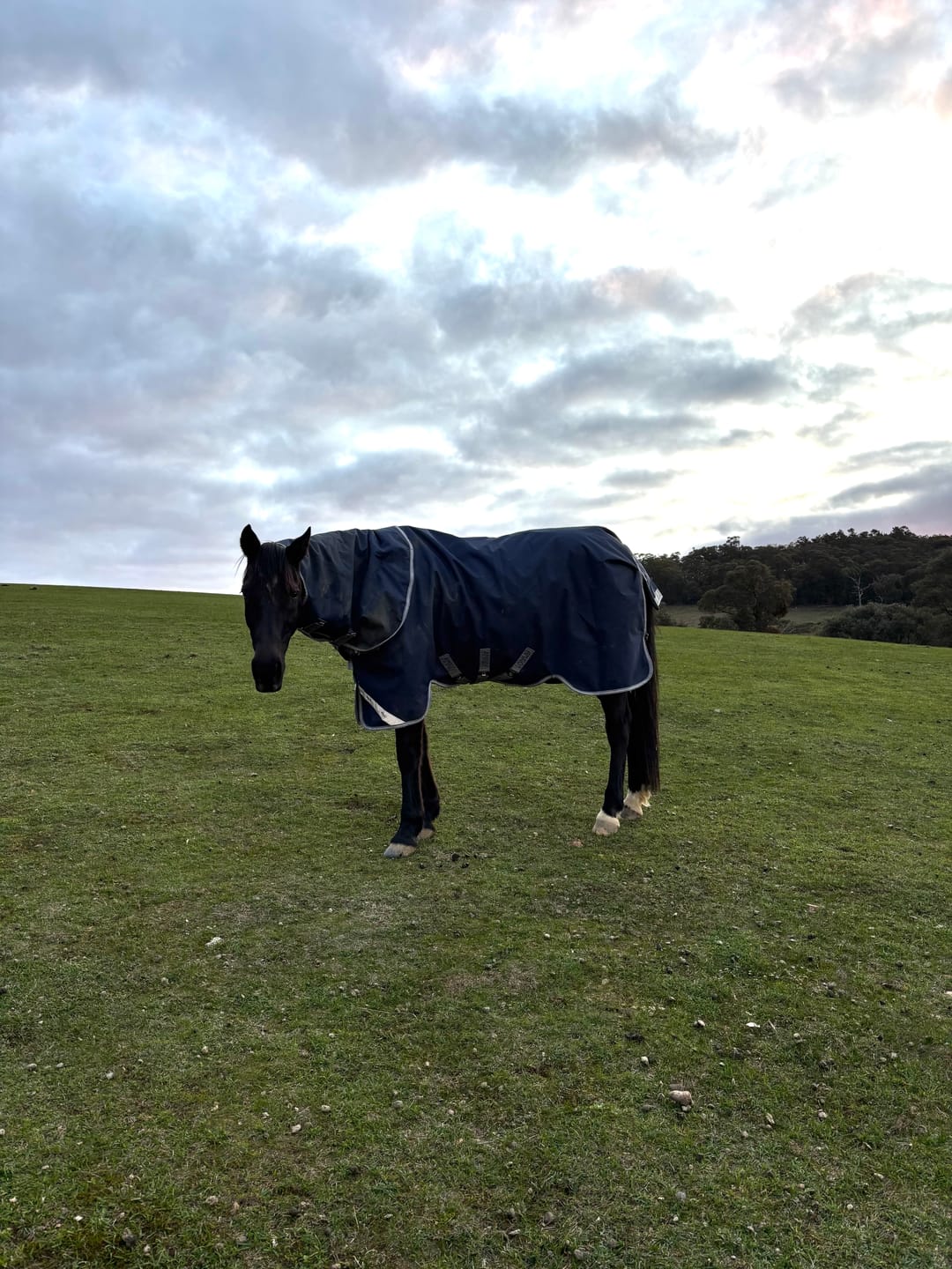 Customer photo review of Amigo 1200D Plus Turnout 100g
