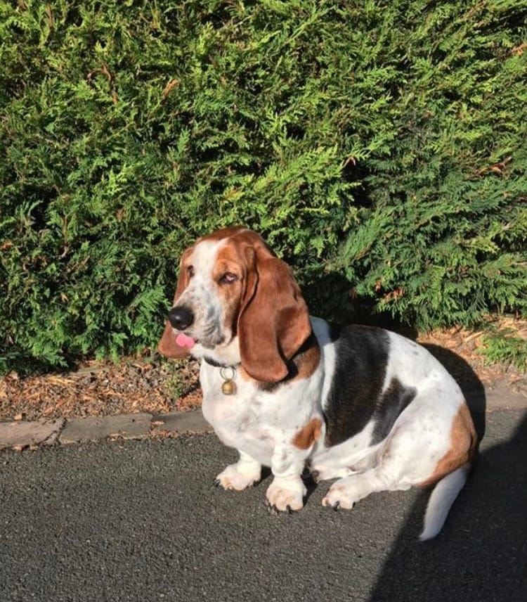 Customer photo review of Green Lipped Mussel Powder For Dogs