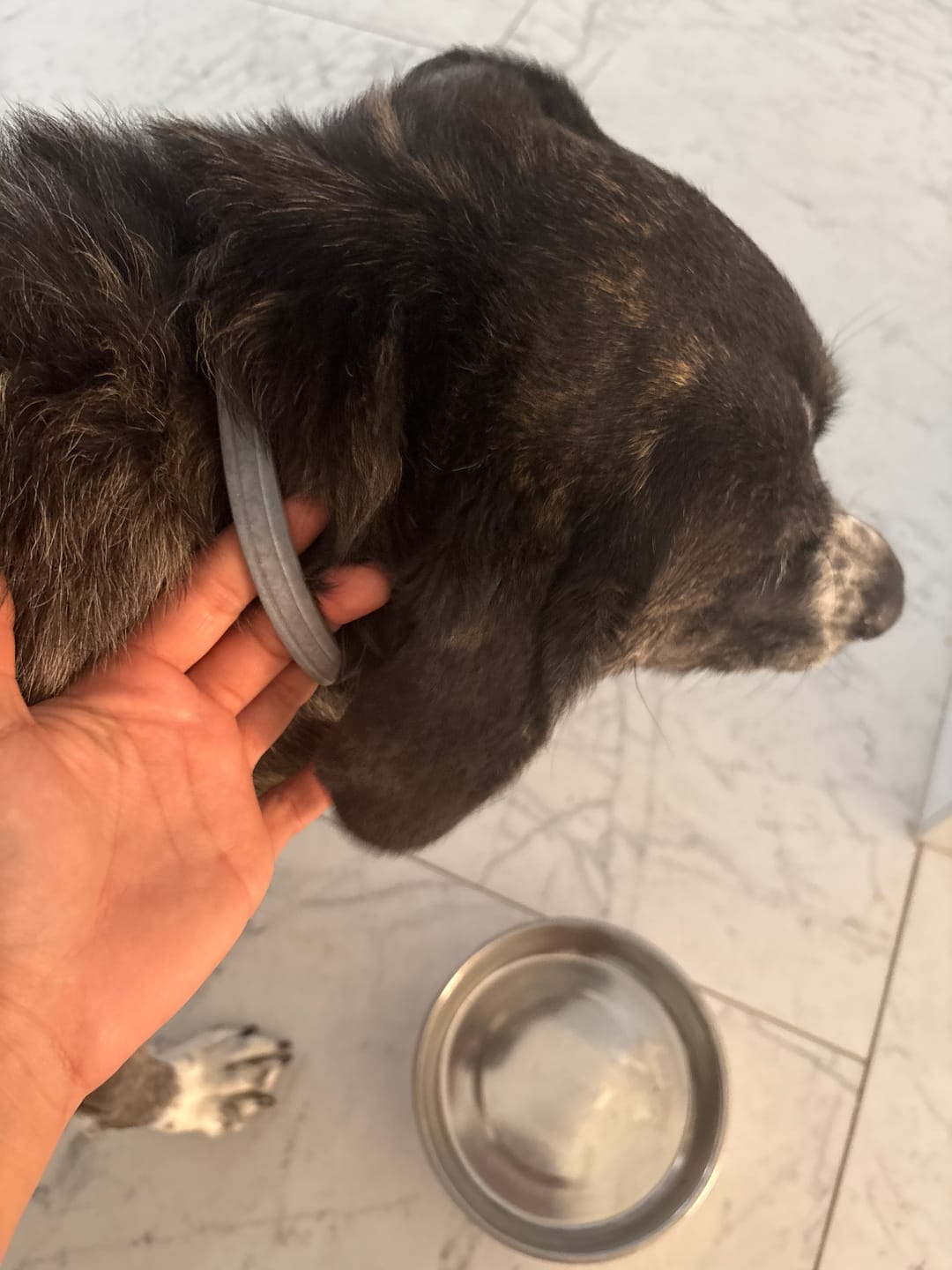 Customer photo review of SERESTO CANI +8 Kg - Liberati di Pulci e Zecche Per 8 Mesi!