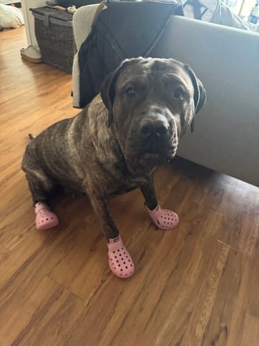 Customer photo review of WagWellies® Mojave