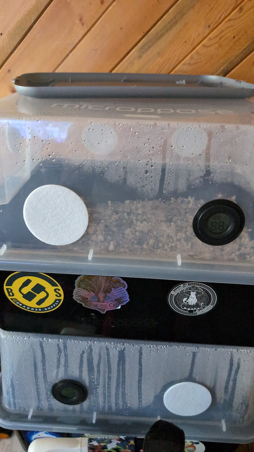 Customer photo review of Adherable Monotub Filters 2.5"