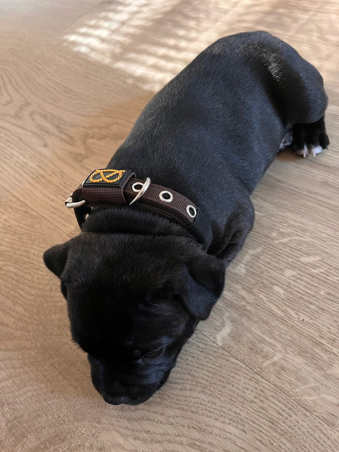 Customer photo review of Staffordshire Bull Terrier 1935® Puppy Collar & Leash Set - Choco