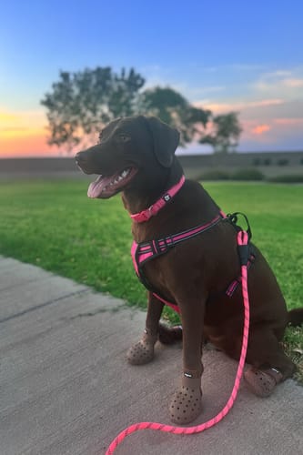 Customer photo review of WagWellies® Mojave
